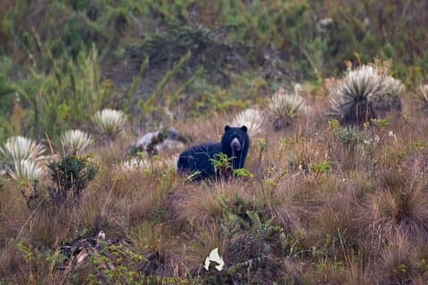 Visite d'observation privée à travers le Chingaza Páramo
