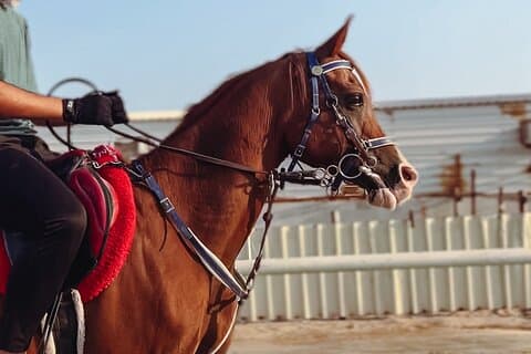Doha-privat halvdagssafari med ridetur/kameltur/sandbræt