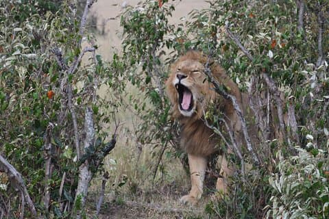 Game Drive til Nairobi National Park med 4 * 4 køretøj
