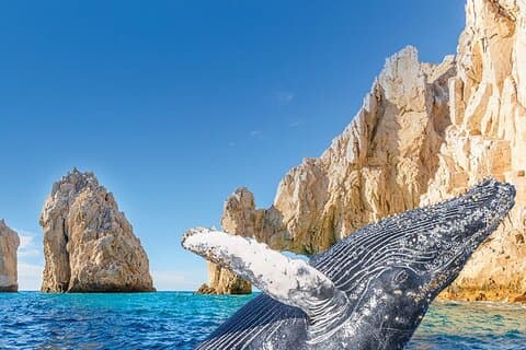 Walbeobachtung und der Bogen von Cabo San Lucas