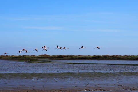 Lisbon : Boat Tour - Bird Observation in the Tejo Nature Reserve