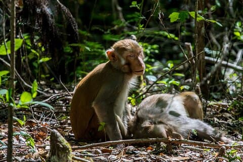 Silver Leaf Monkeys and Firefly Tour in Kuala Lumpur