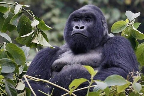 9 dager Uganda Wildlife og primater Safari