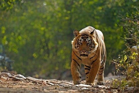 5 Day Private Tour of Tigers, Taj Mahal and Palaces from Cochin