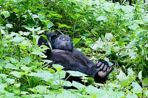 3 jours de trekking avec des gorilles et des chimpanzés en Ouganda