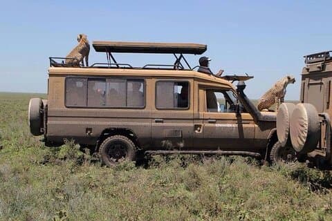 Safari de 5 dias em Tarangire, Serengeti e Ngorongoro
