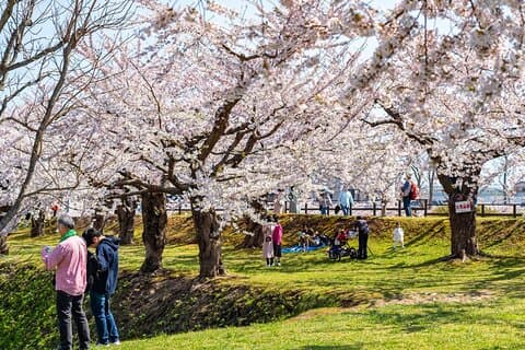 4 uur privé kersenbloesem "Sakura" -ervaring in Nagasaki