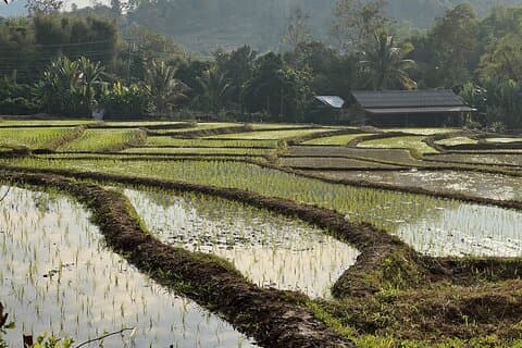 Private Land Rice Farming Tour of Luang Prabang