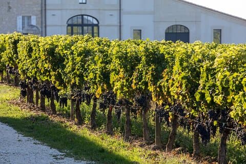 Esperienza di tour privato del vino Nemea di un'intera giornata da Atene