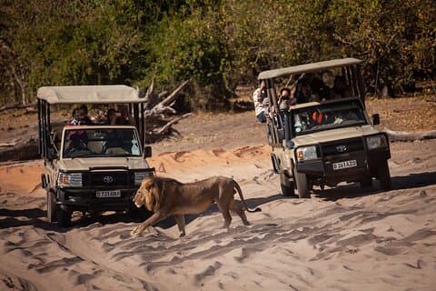 Chobe Day Trip From Victoria Falls