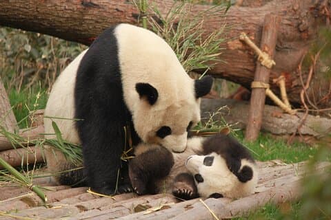 Biglietti per la base di ricerca di Chengdu Panda e tour privato opzionale