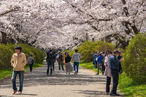 Privat Hiroshima Cherry Blossom och Sakura Experience