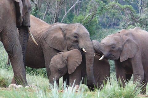 3 Days Aberdare National Park Safari