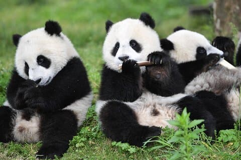 Privat Chengdu-dagstur med Giant Pandas og Jinsha Site Museum