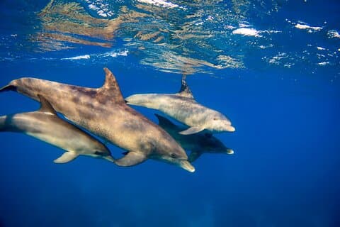 Half Day Private Tour Dolphin Watching And Snorkeling