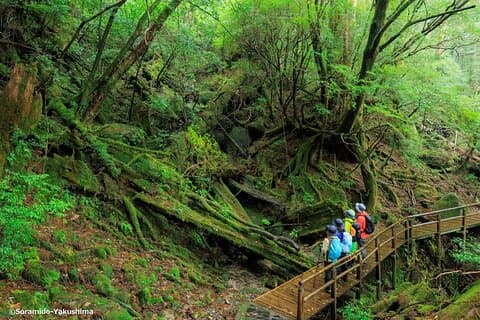 Half Day Walking Tour in Yakusugi Land
