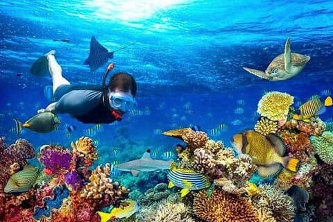 Escursione a terra a Roatan Snorkeling, bradipi e scimmie, pausa in spiaggia