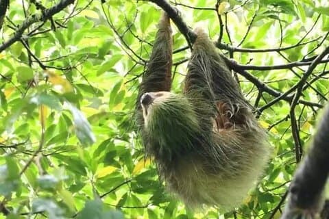 Sloth-tur i La Fortuna privat guide