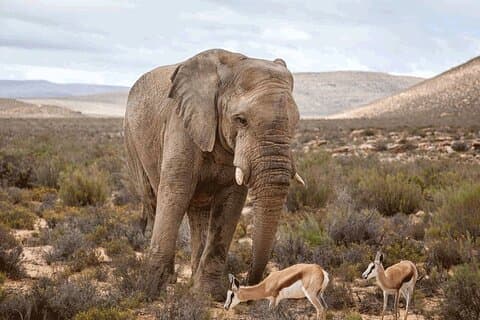 Privat Big 5 Safari vid Aquila Game Reserve från Kapstaden