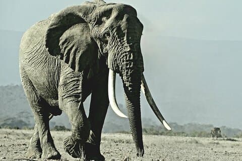 Private Adventure Amboseli national Park Day tour
