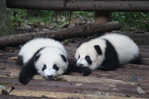 Privérondleiding door de dierentuin van Shanghai en cruise op de Huangpu-rivier met een dim sum-lunch