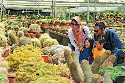 Voyage privé dans la nature aux Cameron Highlands depuis Kuala Lumpur