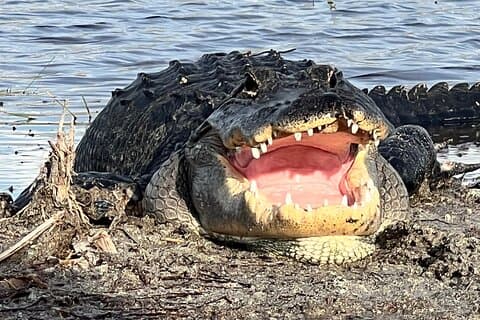 Tour privado en lancha neumática en Everglades, Fort Lauderdale