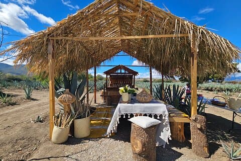 Private Lunch in Mezcal Maguey Fields