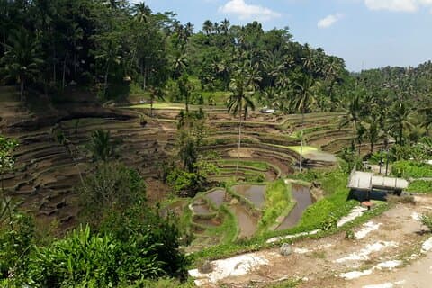 Privat omvisning i Ubud landsbygd