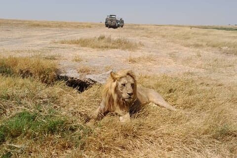 Tour privato di 5 giorni in Tanzania Midrage Safari