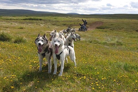 Hundeschlitten- und Mushing-Erlebnis mit Siberian Husky in Island