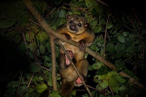 Night Mangrove Safari Boat Tour with Dinner | Manuel Antonio