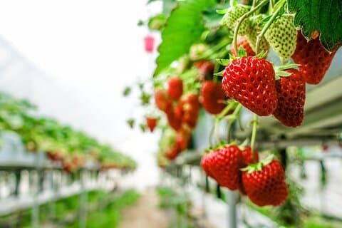 Vues panoramiques saisonnières sur le mont Fuji, cueillette de fruits et promenade en téléphérique
