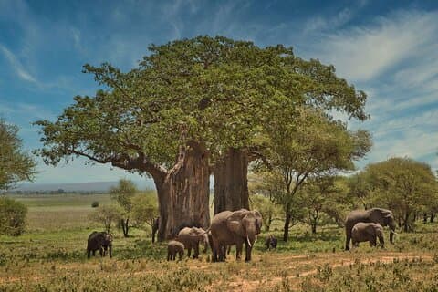 3 dages safaritur i Tarangire og Ngorongoro