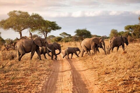 6-daagse luxe Tanzania Premium Safari