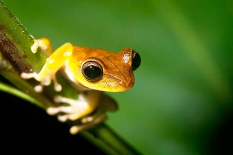 Tambopata Jungle Tour 3 Días en Amazon Garden Lodge