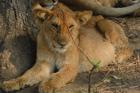 Eintägige Akagera-Safari von Kigali