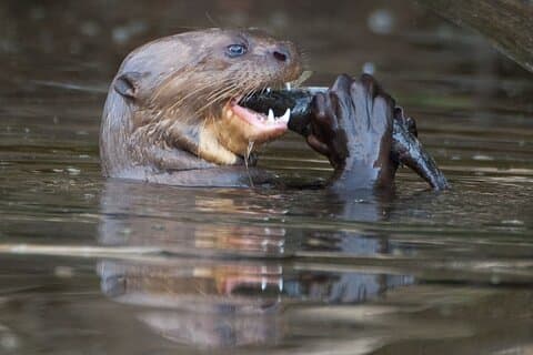 Manu National Park Tour 4 Days