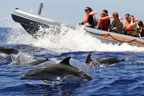 Whale and Dolphin Watching Tour från Funchal