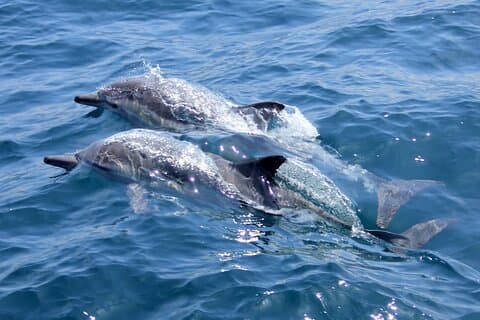 DolphinTour National Park adventure noosa bywaterWhalesongsnoosa