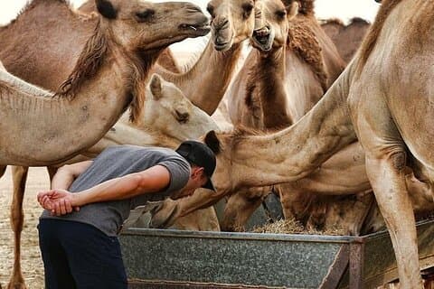 Adventure Liwa Full Day Desert Safari with Lunch From Abu Dhabi