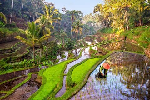 Heldags privat rundtur Best of Ubud