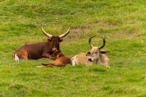Private Tour Cebu Safari Journeys Full Day