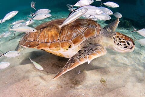 Private Tour Moalboal Island Hopping Pescador Island Sardinen