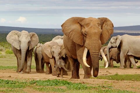 Elephant Safari Private Adventure: Addo National Park Excursion