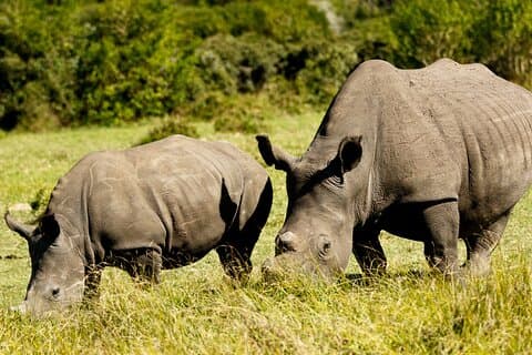 Wild Kragga Kamma Game Park - Private Tour von Port Elizabeth