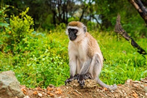 5-daagse Tanzania Budget-kampeersafari vanuit Arusha