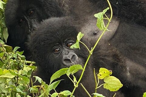 Privat Gorilla Trek Adventure-dagstur fra Kigali