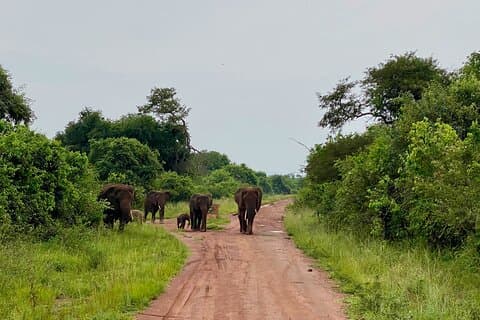 Safari Park Day Trip Adventure fra Kigali