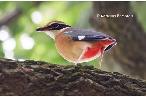 Kotagiri (Near Ooty) Birding Curation Only